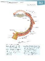 Sobotta Atlas of Human Anatomy  Head,Neck,Upper Limb Volume1 2006, page 370